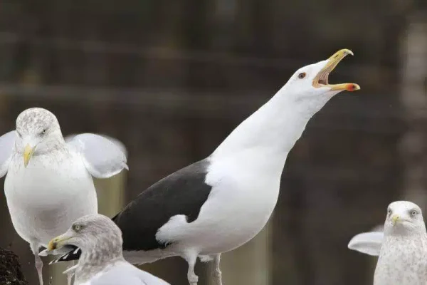 Seagull Squawking