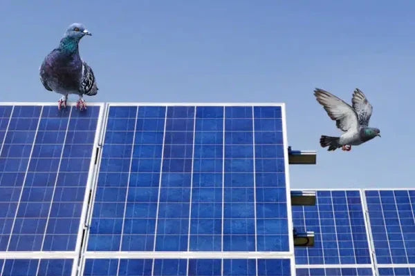 Birds On Solar Panels