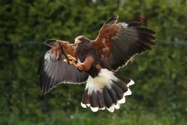 Bird Of Prey In Flight