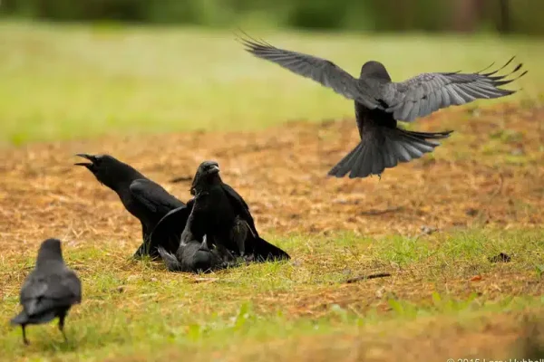 Black Birds On Grass