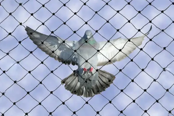 Pigeon In Flight